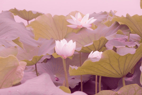 La position du lotus (Padmasana) et sa symbolique